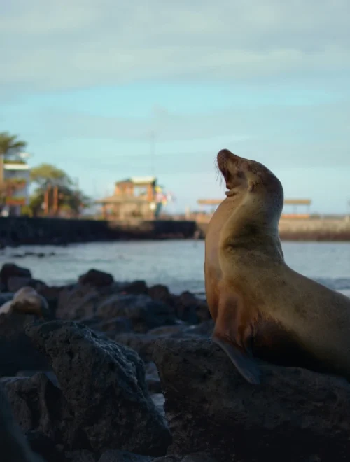 Galápagos Island Hopping (4D/3N)