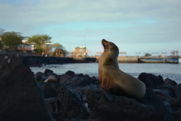 Galápagos Island Hopping (4D/3N)