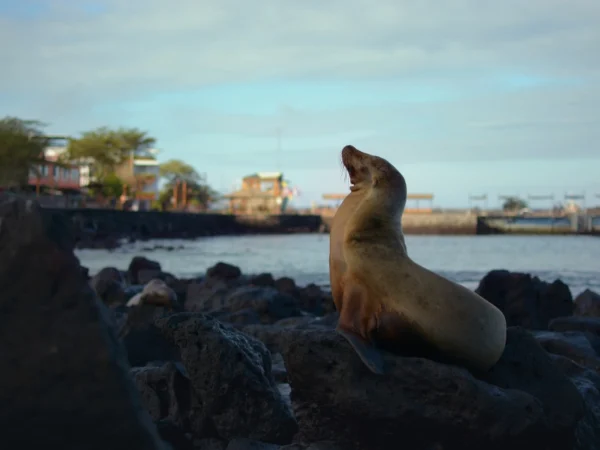 Galápagos Island Hopping (4D/3N)