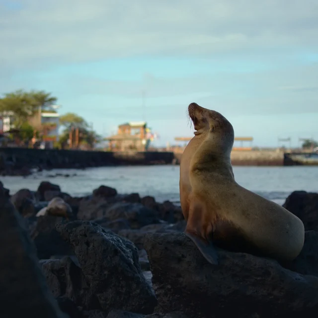 Galápagos Island Hopping (4D/3N)