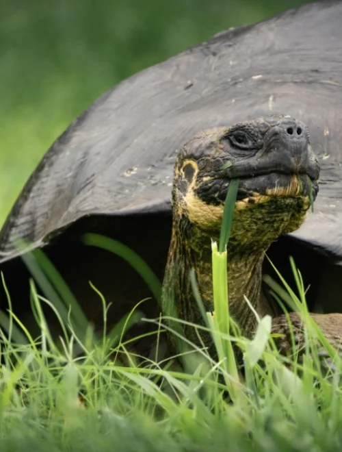 Galápagos Island Hopping (5D/4N)