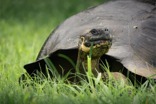 Galápagos Island Hopping (5D/4N)