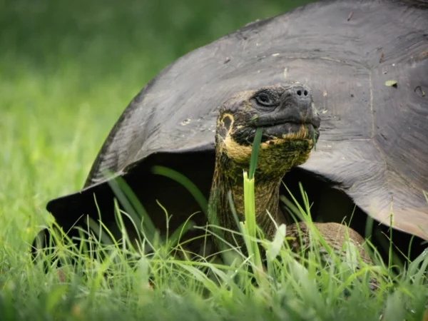 Galápagos Island Hopping (5D/4N)