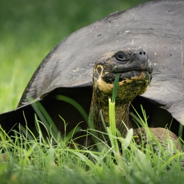 Galápagos Island Hopping (5D/4N)